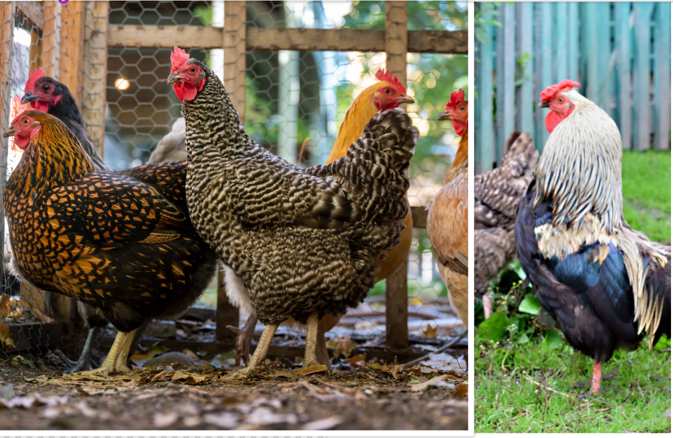 Cities and Townships That Allow Backyard Chickens in New Jersey